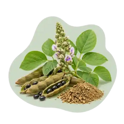 Mucuna Pruriens