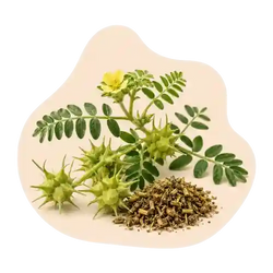 Tribulus